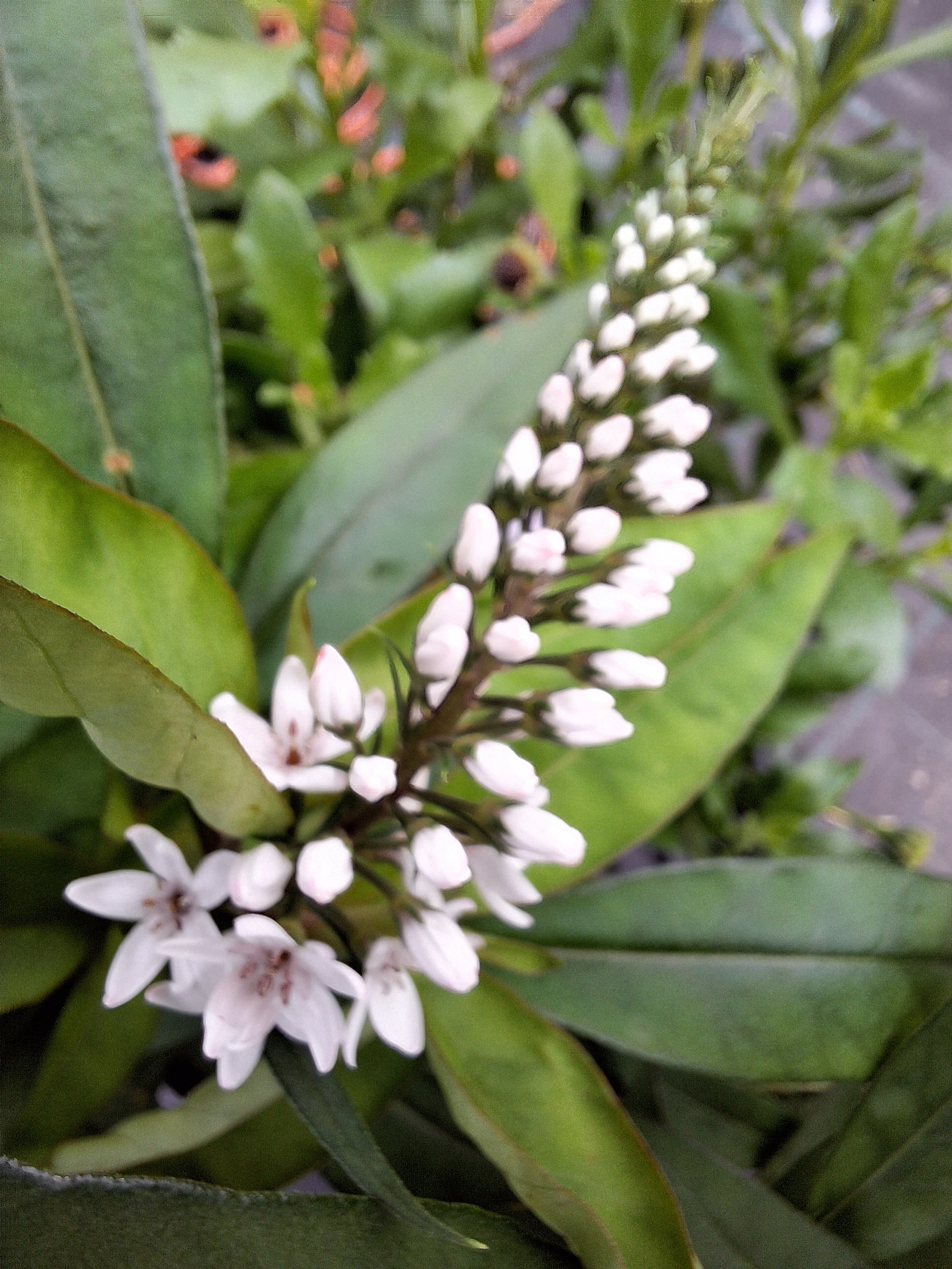 lysimachia clethroieds.jpg