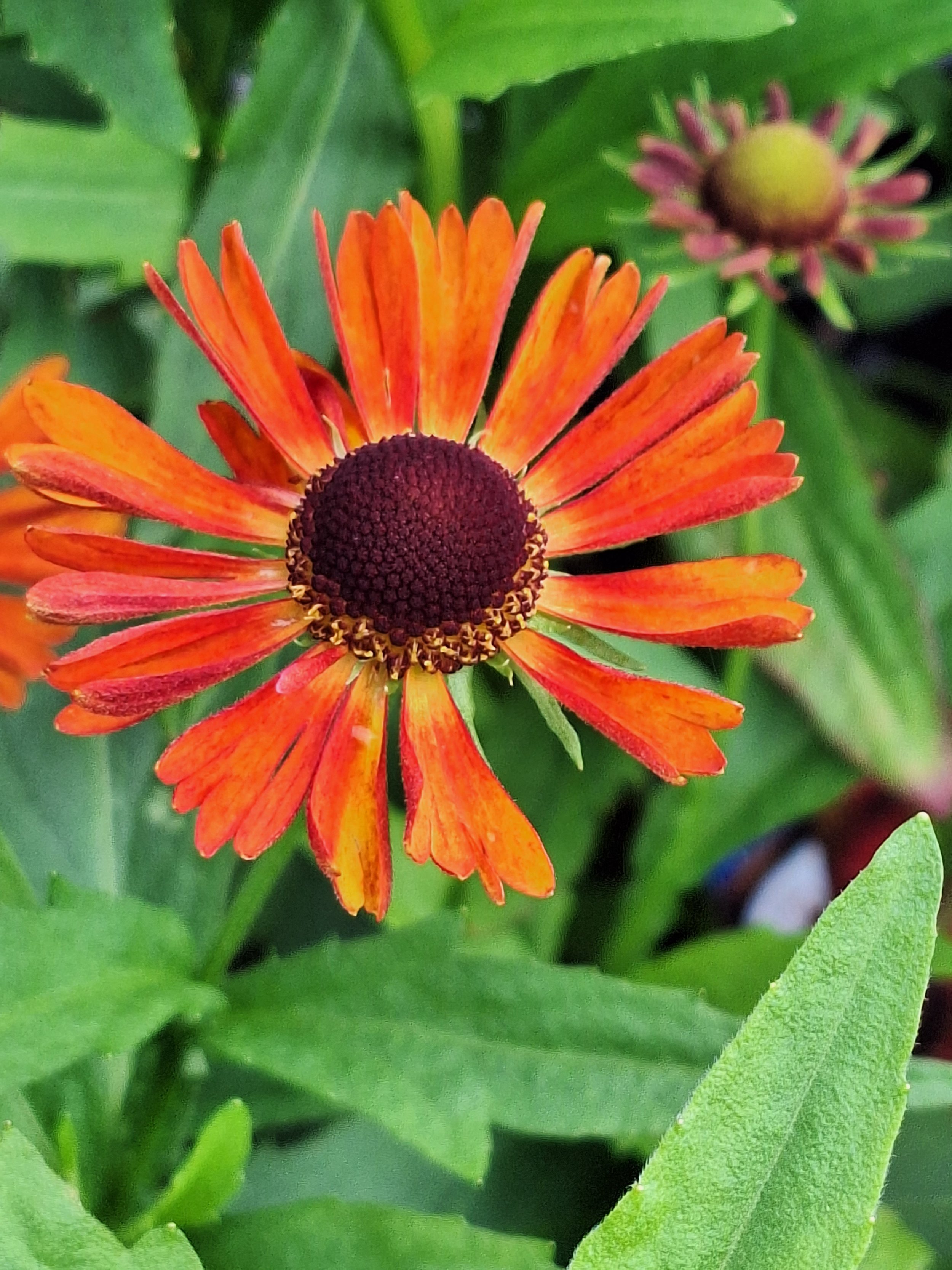 helenium oct 2023.jpg