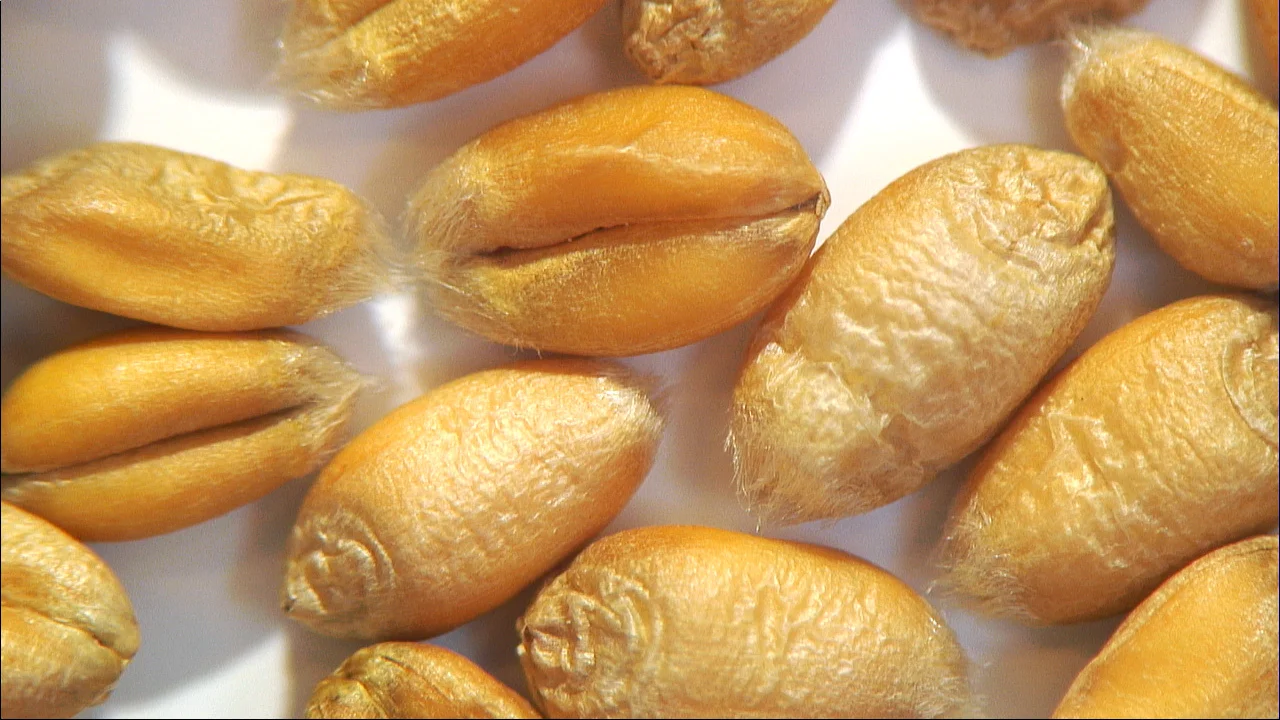 Magnification of grain using Tagarno