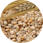 Cereal Grain