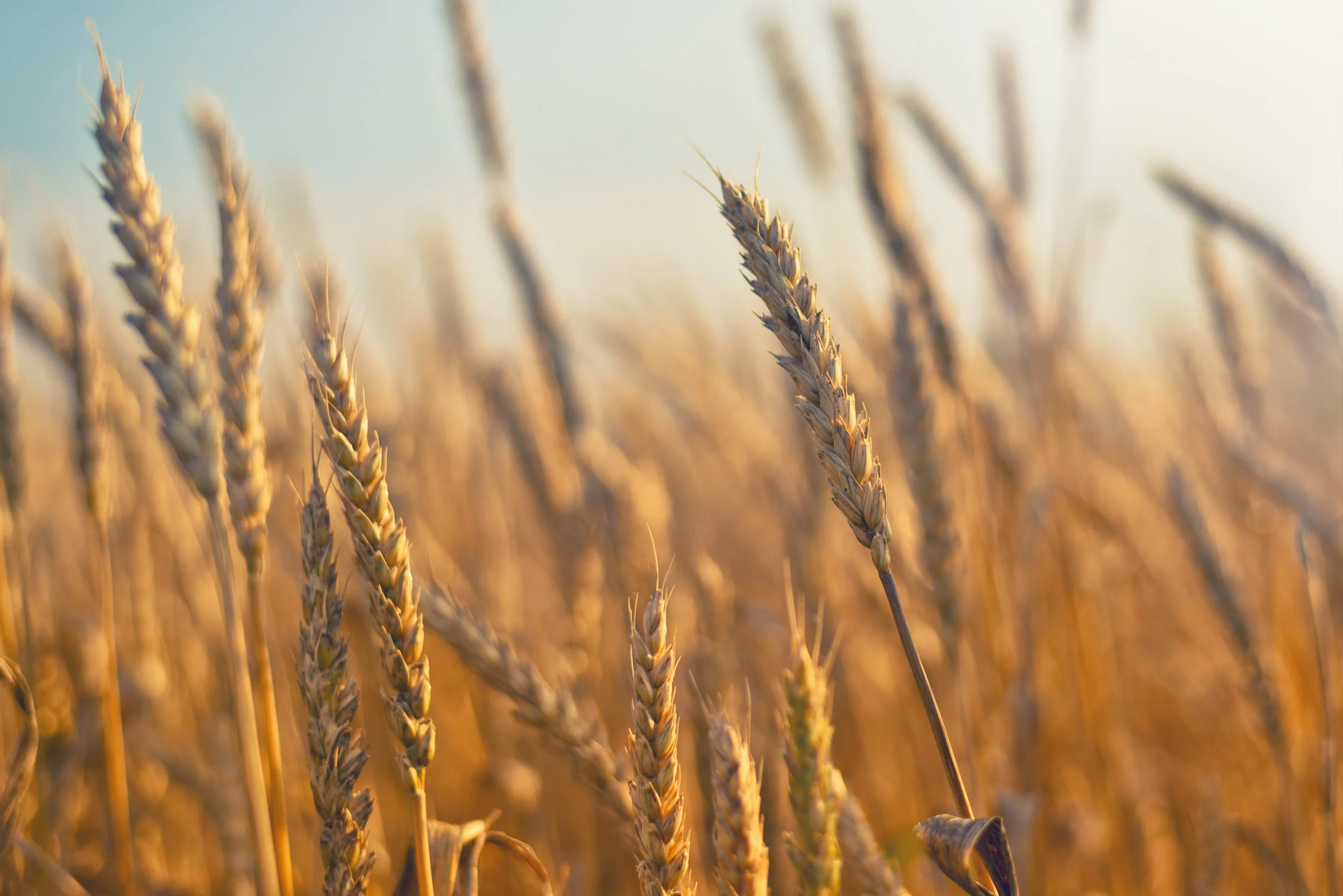 photodune-8197973-wheat-field-l.jpg