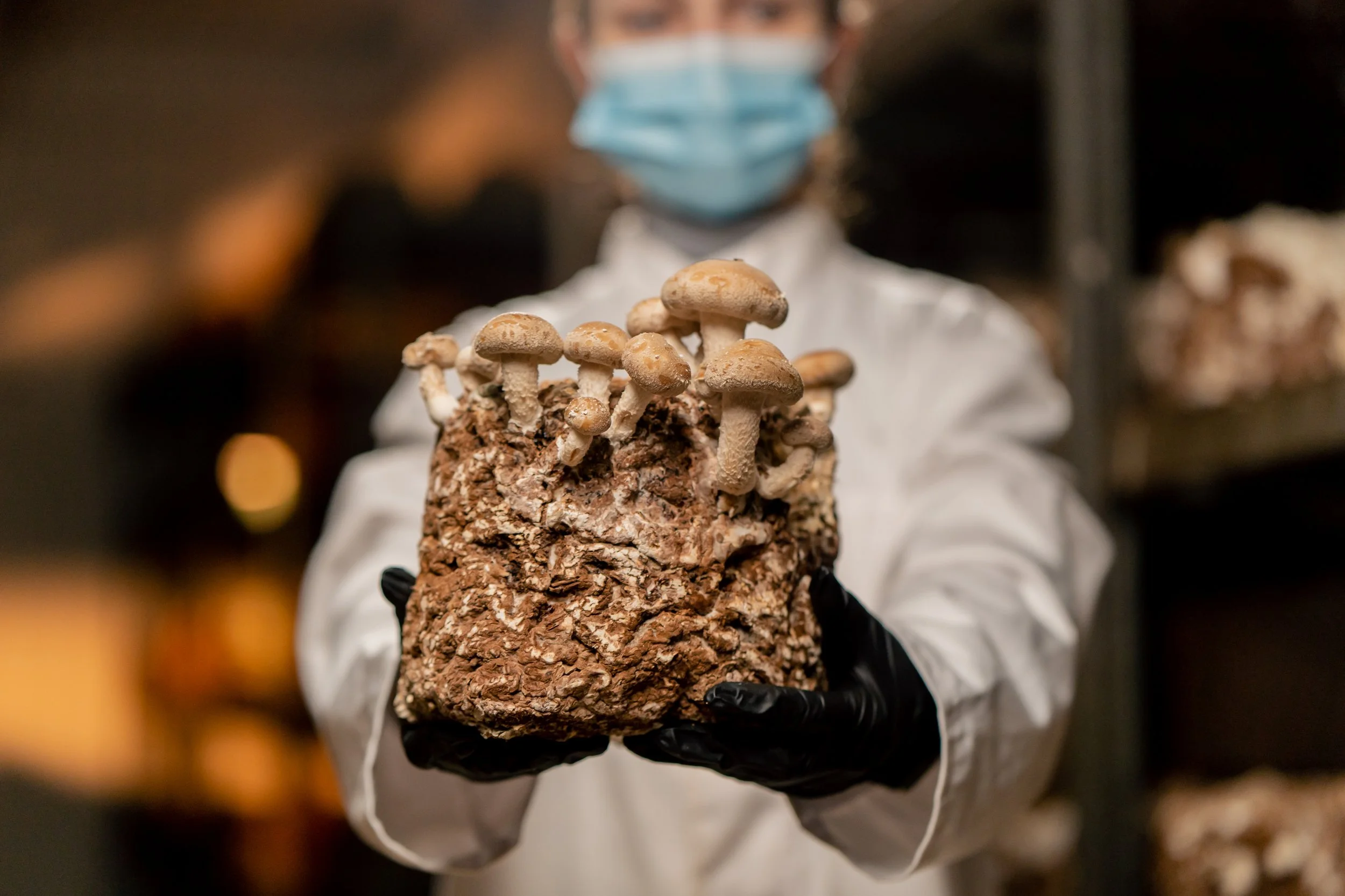 What are mycotoxins and why should you test for them?