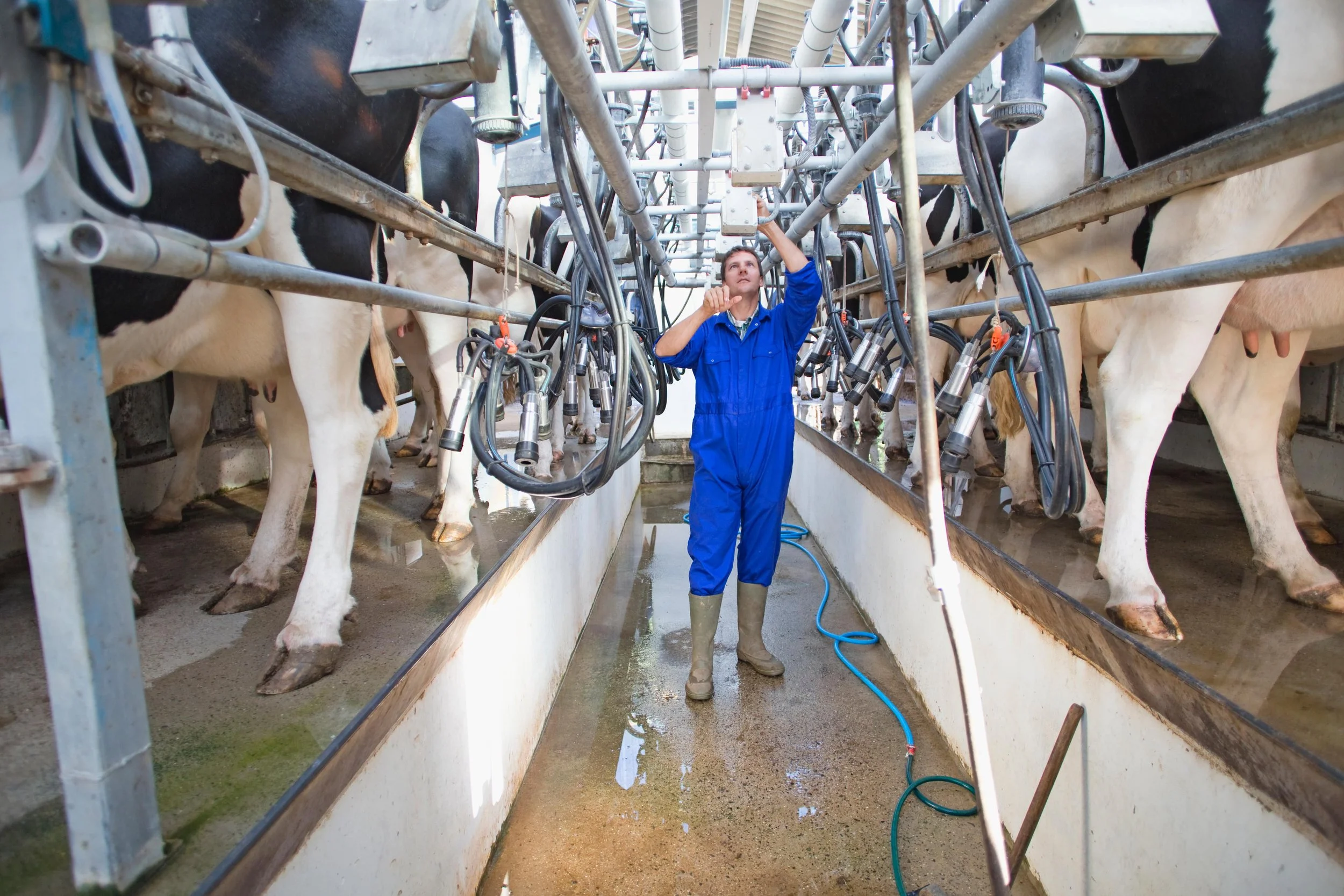 From milk to metrics: Monitoring dairy herd health through testing