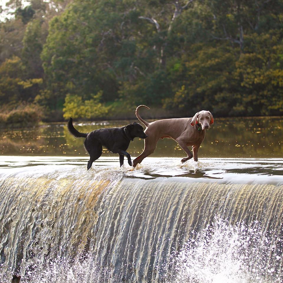 Melbourne Dog Walking Adventure