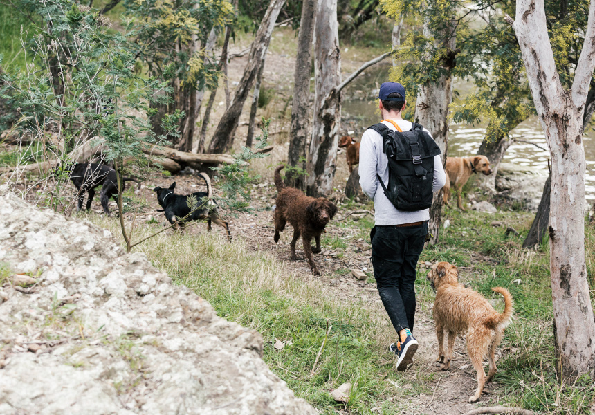 Melbourne Dog Walking Adventure - Broadsheet