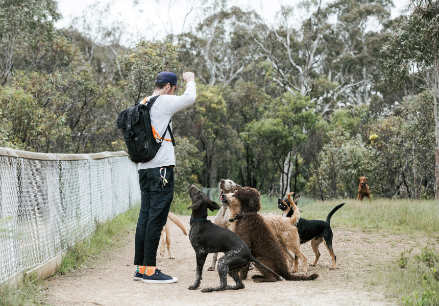 Melbourne Dog Walking Adventure - Broadsheet