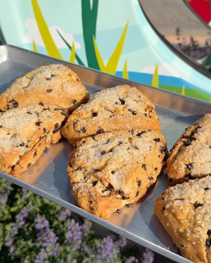 🗣️ Gluten friendly chocolate chip scones baked fresh daily!