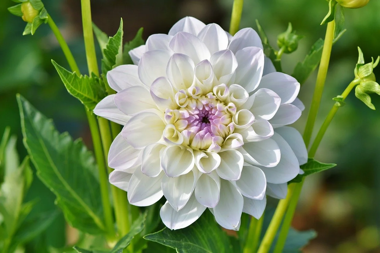 dahlia-3542887_1280 (1).jpeg