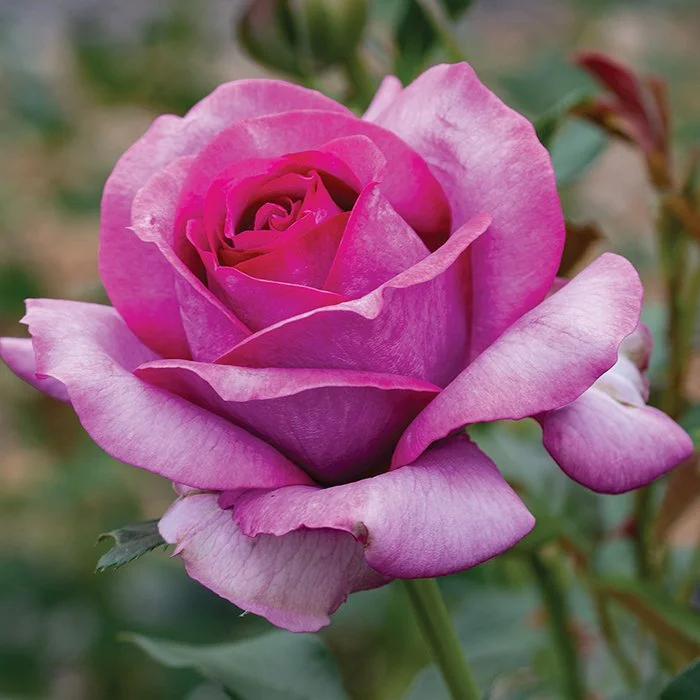 rose fushia.jpeg