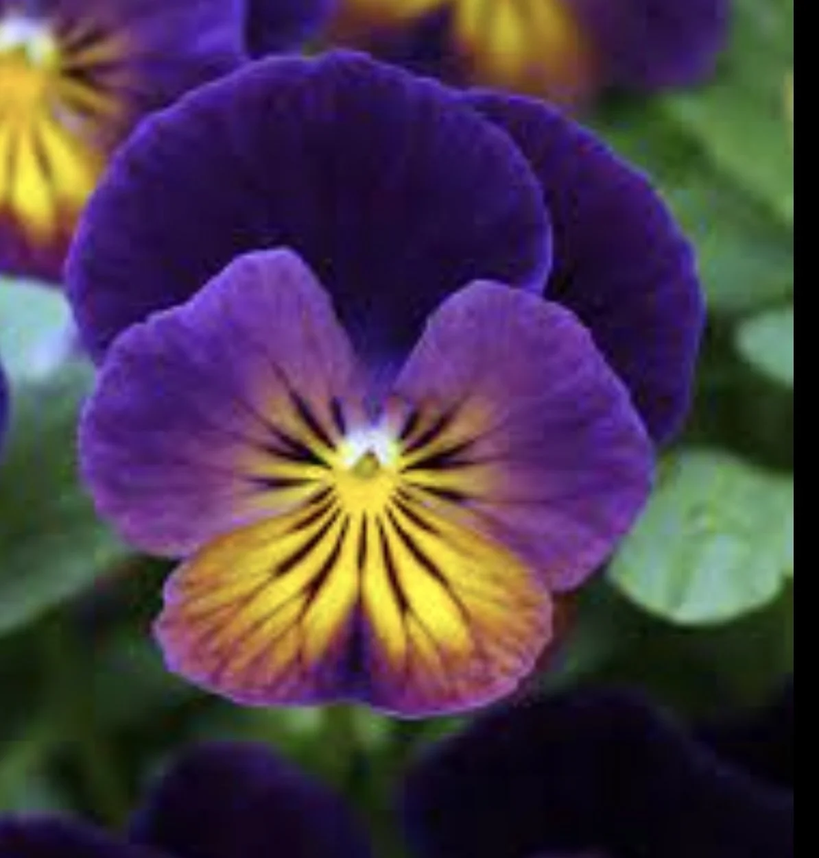 Viola Purple yellow .jpg