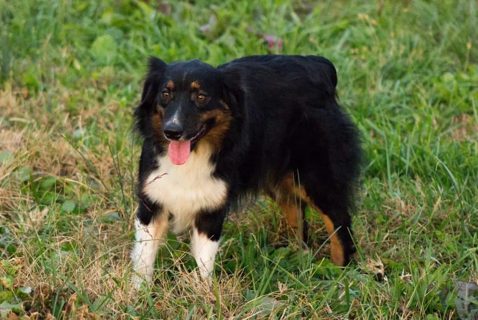 The Ladies — Kicking K Australian Shepherds