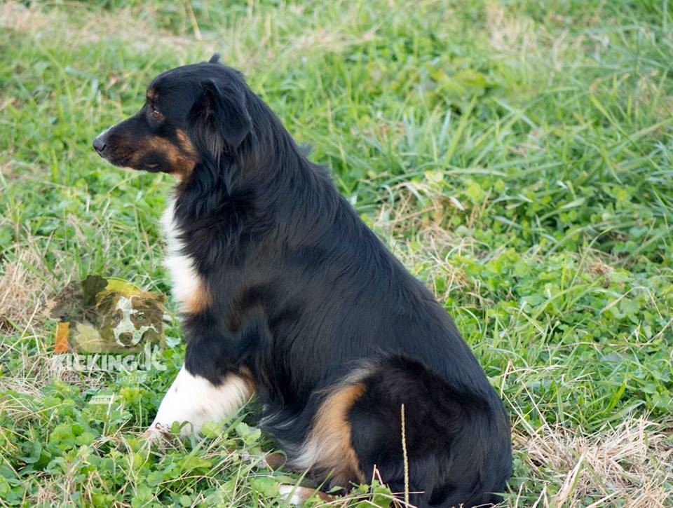 The Ladies — Kicking K Australian Shepherds