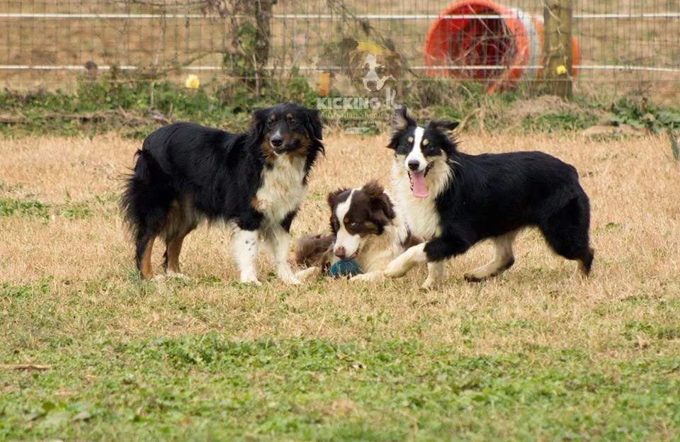 The Ladies — Kicking K Australian Shepherds