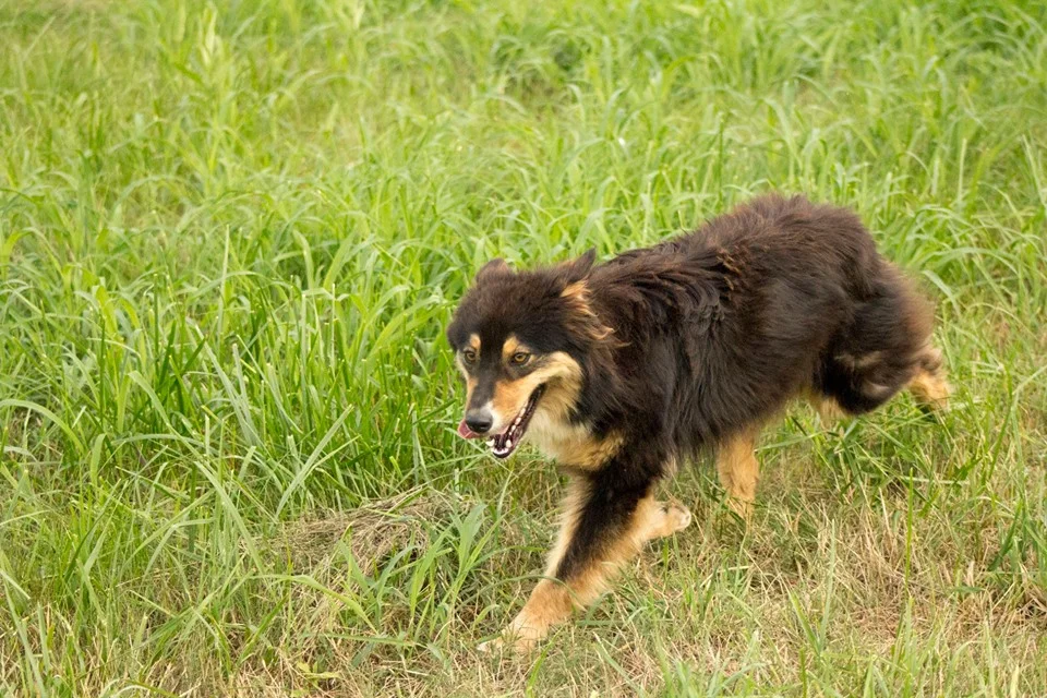 The Ladies — Kicking K Australian Shepherds