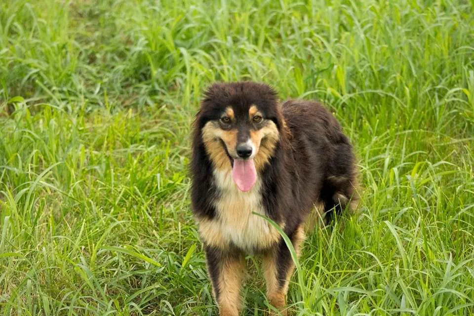 The Ladies — Kicking K Australian Shepherds