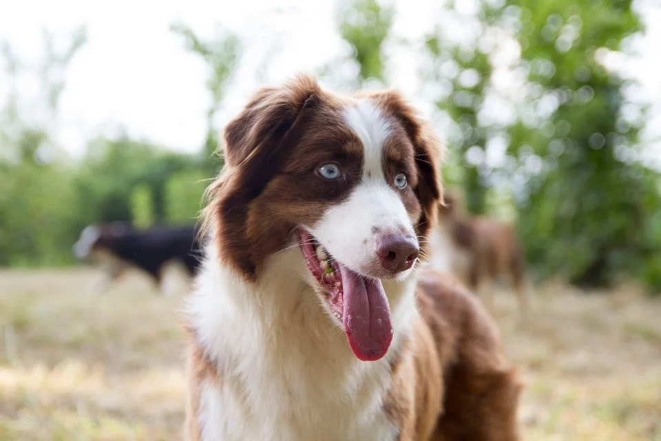 The Ladies — Kicking K Australian Shepherds