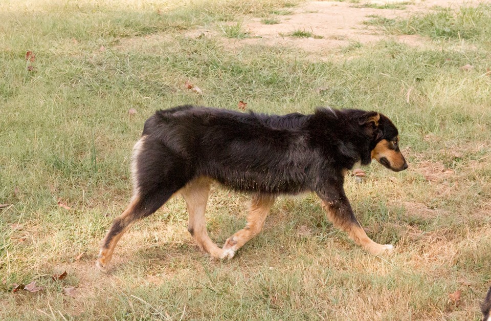 The Ladies — Kicking K Australian Shepherds