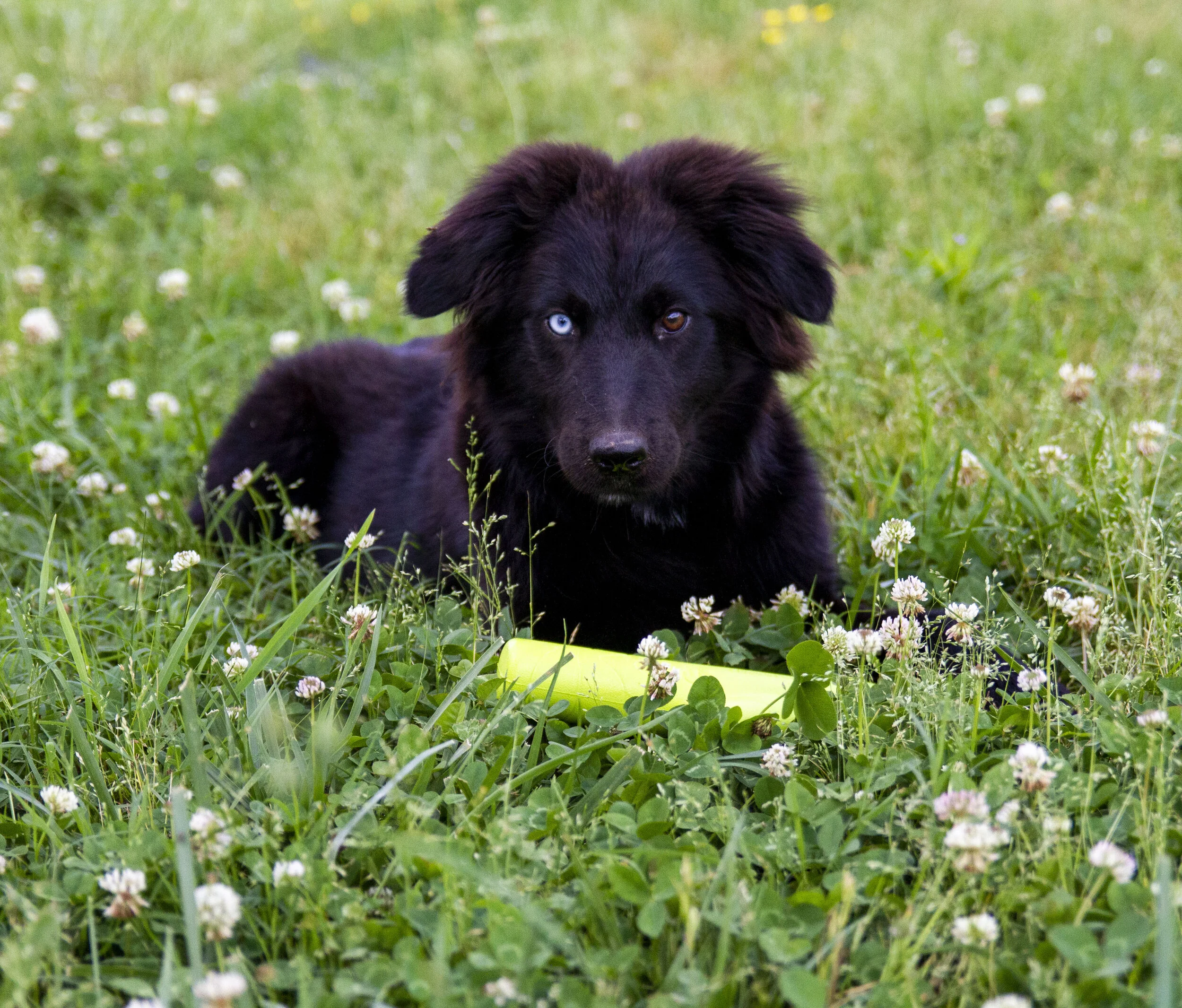 Kicking K Australian Shepherds