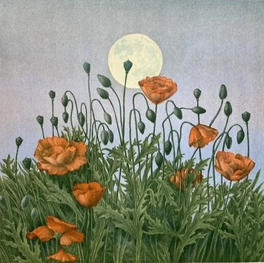 Jan Harr "Sen kveld"