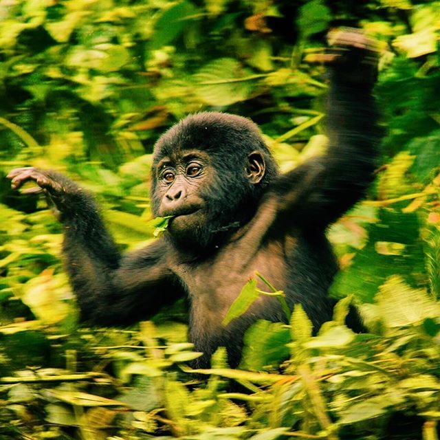 Everyone running into the weekend like this little guy 😊 Seeing the gorillas is truly a unique, humbling experience 🦍 If it&rsquo;s on your bucket list get in touch with local tour and travel company @spekeugandaholidays to curate your perfect Ugan