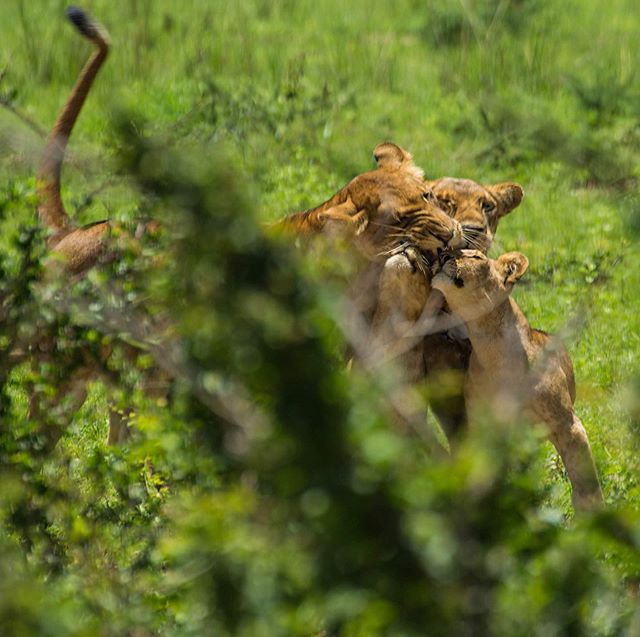 While driving around Murchison Falls National Park 🇺🇬 we first heard and then spotted a female lion coming back from a night of hunting. When a mother lioness is looking for her cubs, she will call softly for them by a sound they can recognise. Lio