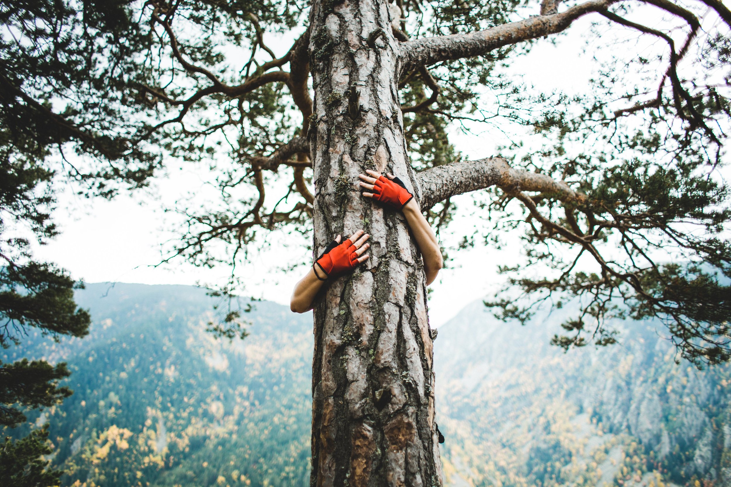 tree hugger.jpg