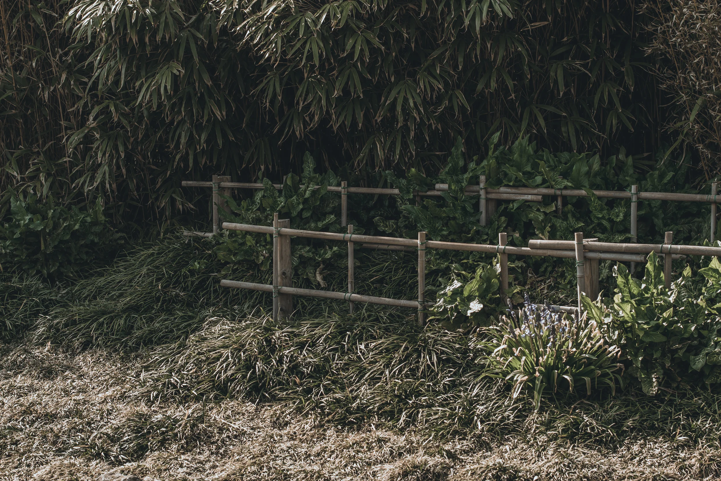 Bushy