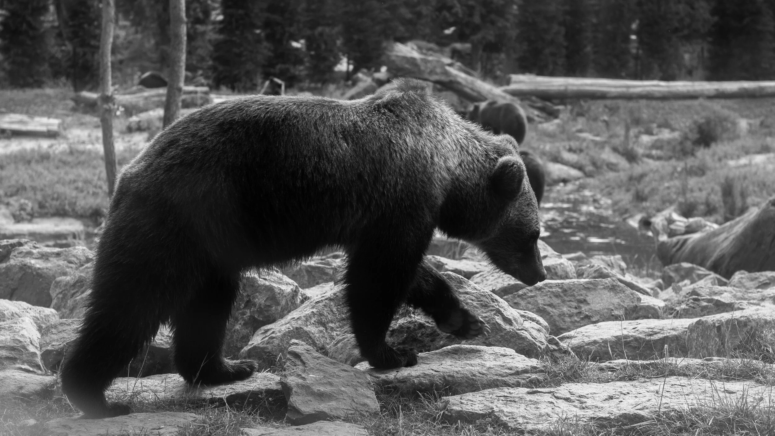 bear