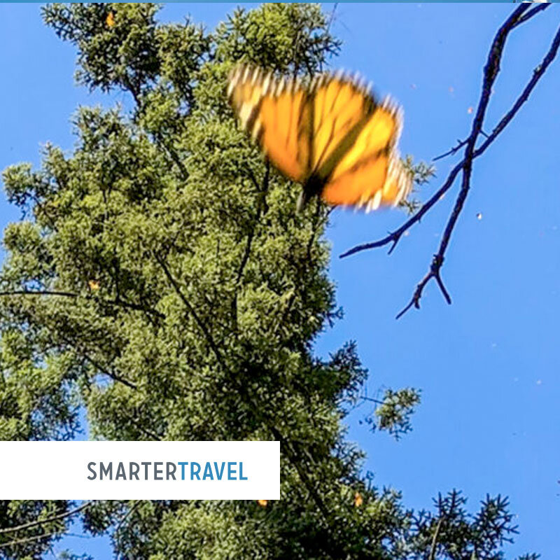 Kaleidoscopes in Motion: Visiting Mexico’s Monarch Sanctuary