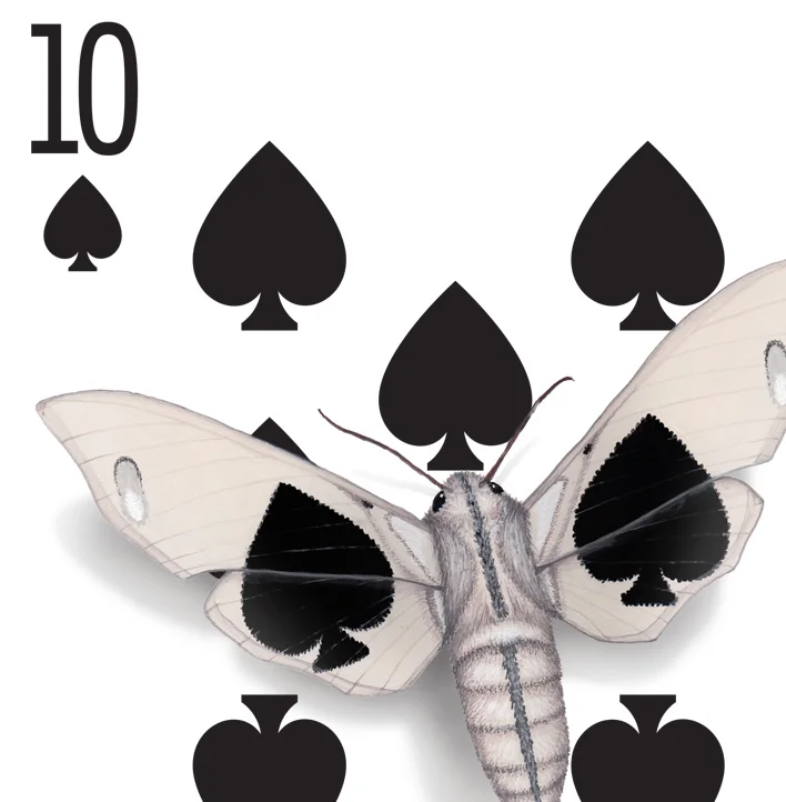 The corner of a 10 of Spades playing card design. The design has been hand-painted with moths that look like they have evolved a wing pattern that camouflages them on the card.