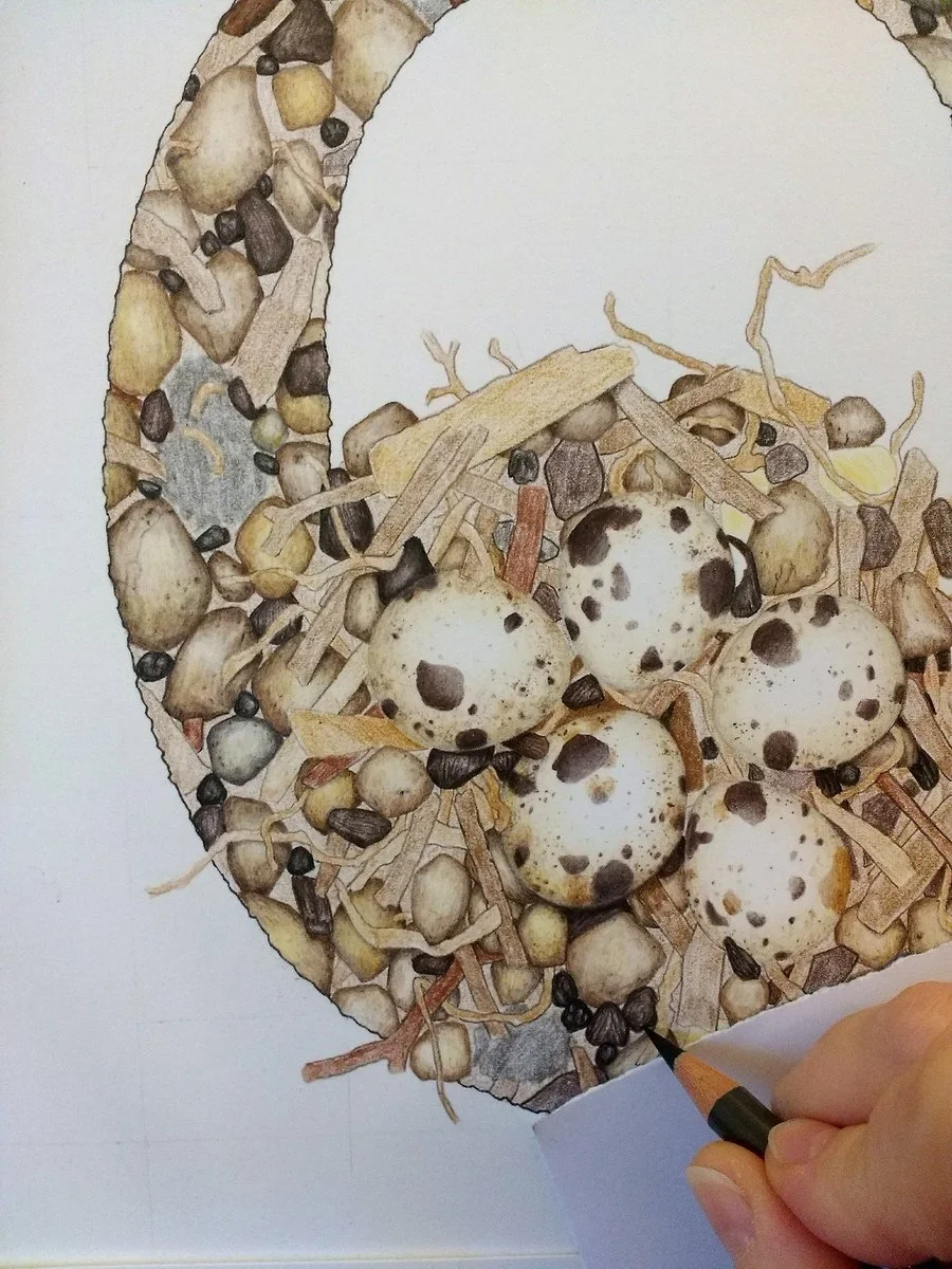 An illuminated letter Q being drawn in colour pencil. It is filled with a pattern of twigs, pebbles, and quail eggs.