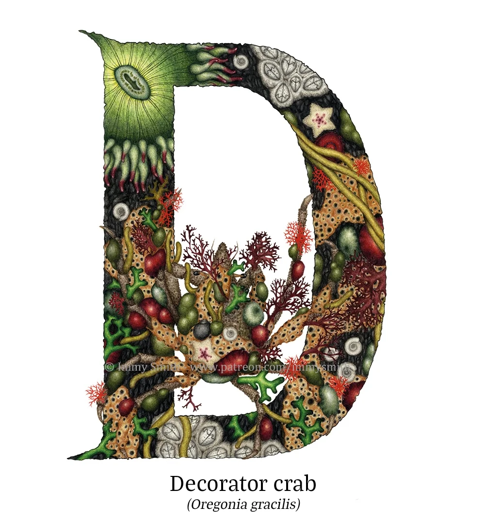 .A colour pencil drawing of an uppercase letter D. There is a decorator crab, covered with anemones and bits of seaweed, in the hole in the letter. The letter itself is illuminated, filled with rack patterns, and tidepool creatures and plants; red, green, and brown seaweeds, green aggregating anemones with purple tentacle tips, red beadlet anemones, orange breadcrumb sponges, and barnacles.