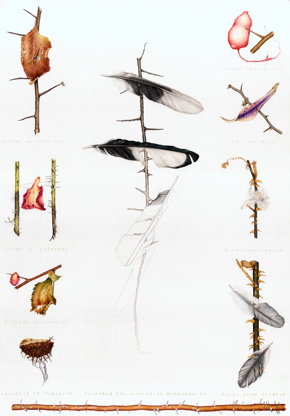 A colour pencil drawing of spiny twigs with small debris items (feathers, petals, leaves) impaled on them.
