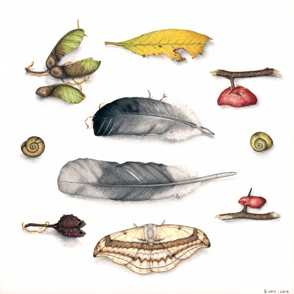 A colour pencil drawing of a range of debris objects, including fallen feathers, leaves, and seeds.