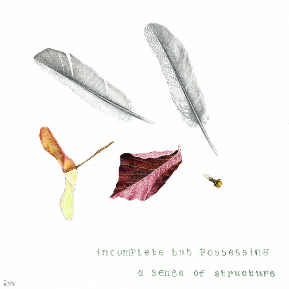 A colour pencil drawing of a range of debris objects, including fallen feathers, leaves, and seeds.