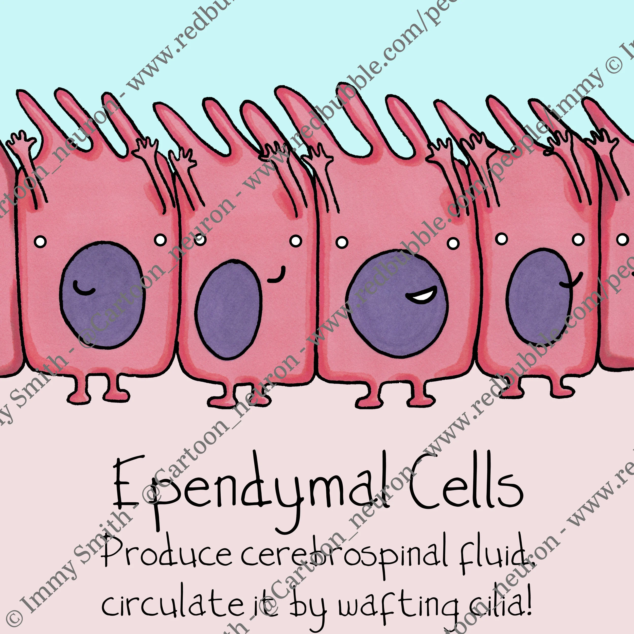 Ependymal cell illustration licenced to lecturers