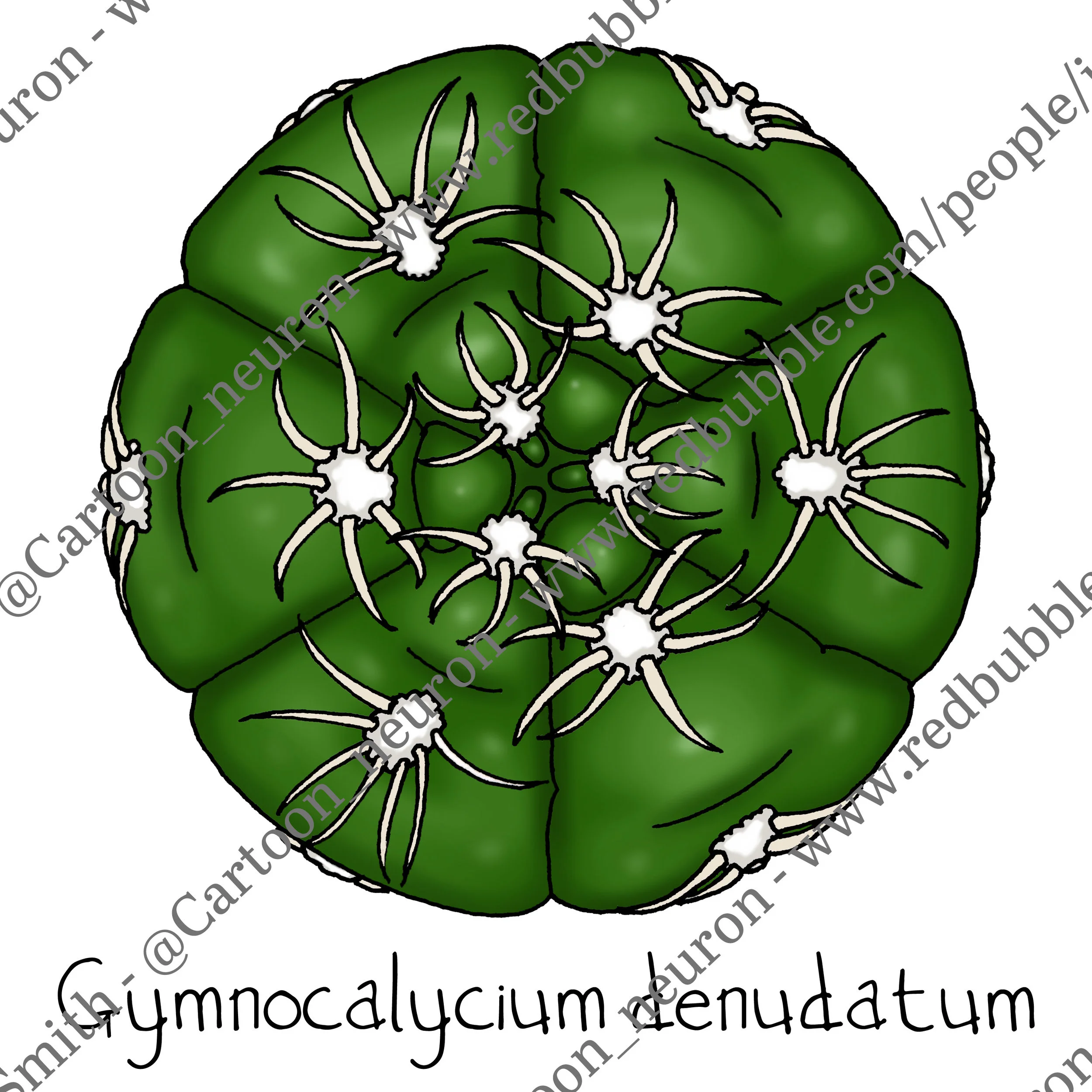 Cactus species botanical cartoon