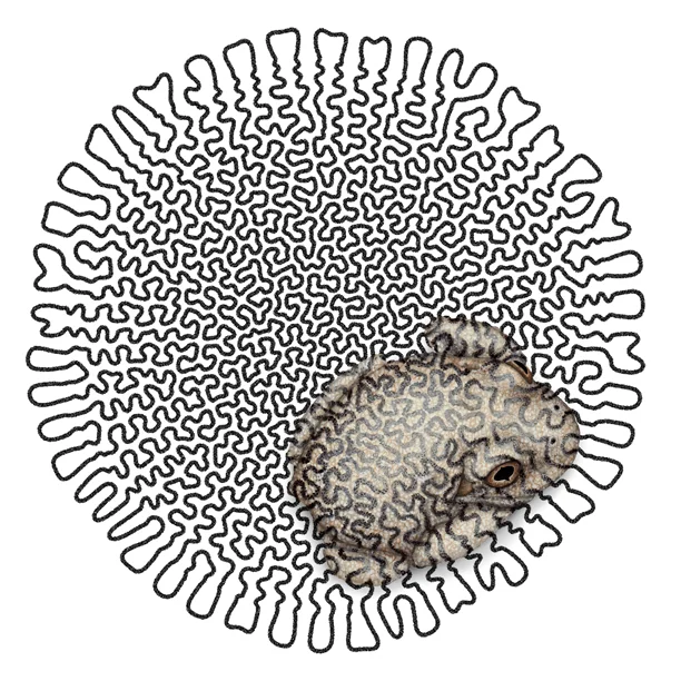 Image description; a painting of a canyon tree frog painted over a black and white pattern on a white piece of paper. The pattern is a piece of generative art, made using an algorithm developed by a generative artist, executed by a computer which produces an image, that is then printed & painted on. The pattern is round & licheniform, made of a continuous convoluted line. The frog is in shades of buff and grey.