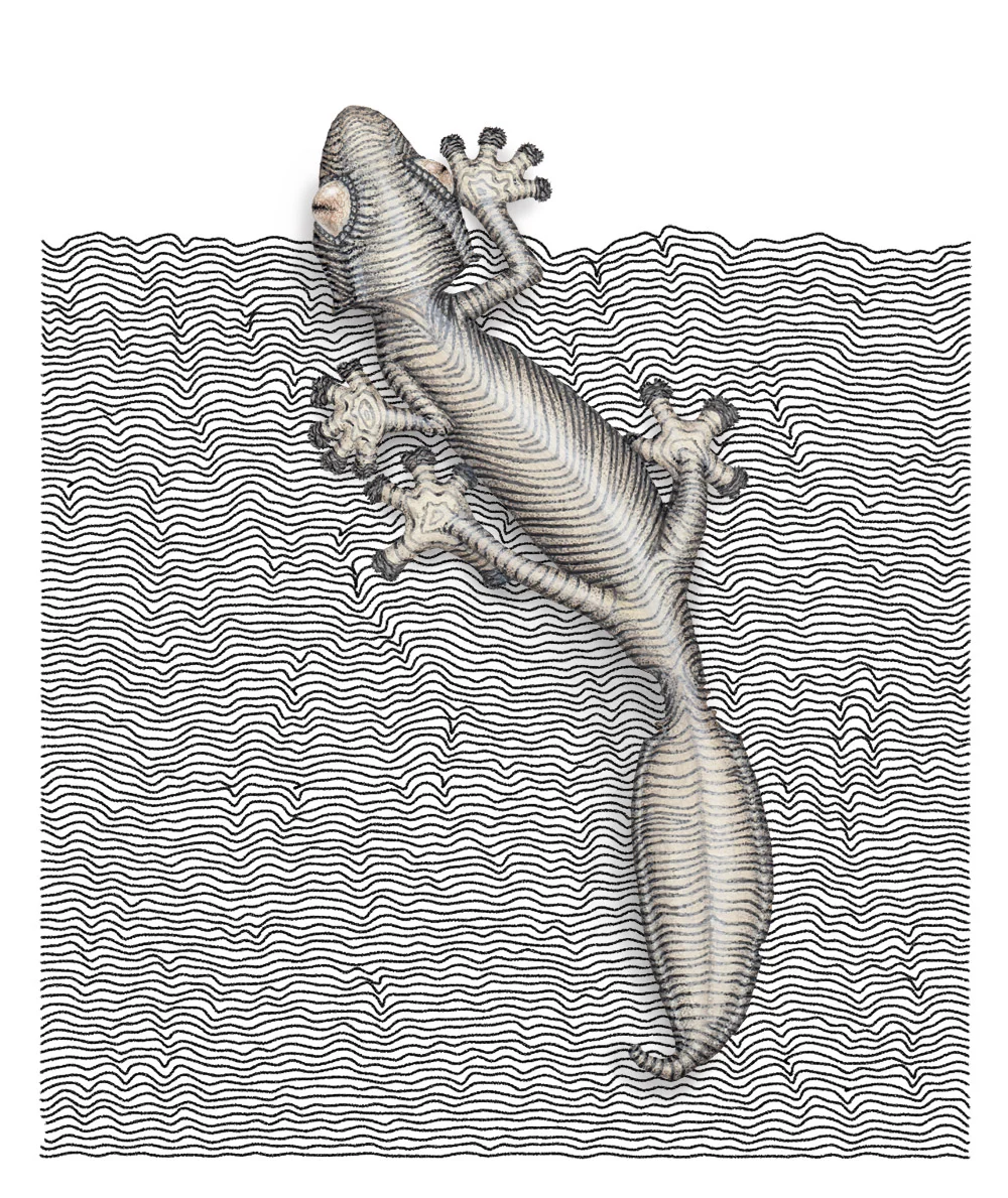 A painting of a leaf tailed gecko painted over a black and white pattern on a white piece of paper. The pattern made of rows of wavy lines. The gecko is in shades of buff and grey.