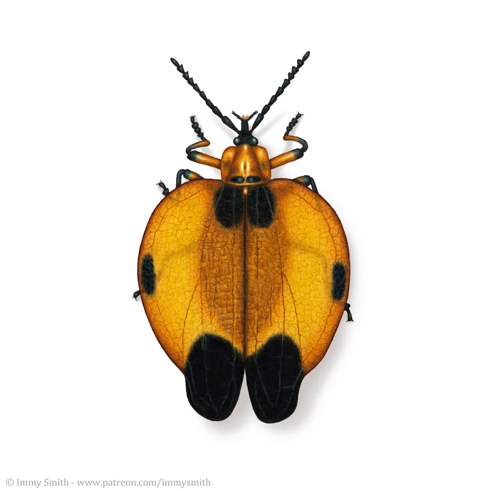 A net-winged beetle