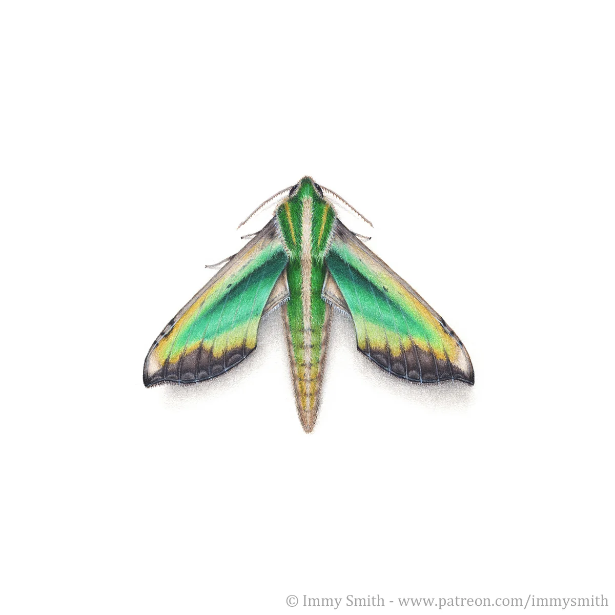 Image description; the green and brown hawkmoth Pergesa acteus, drawn in colour pencil.