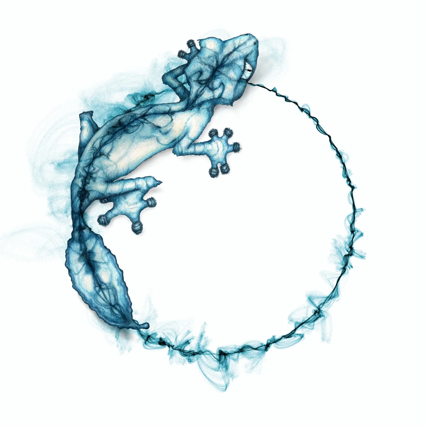Generative Squamata - lizards