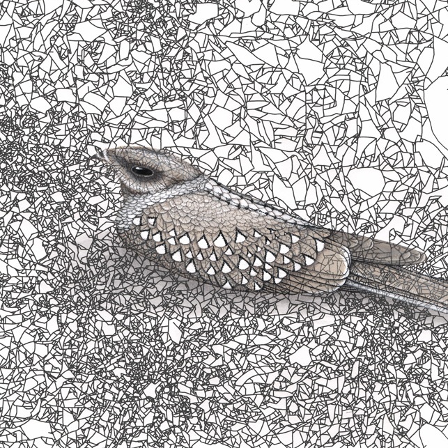 Generative animals - other orders