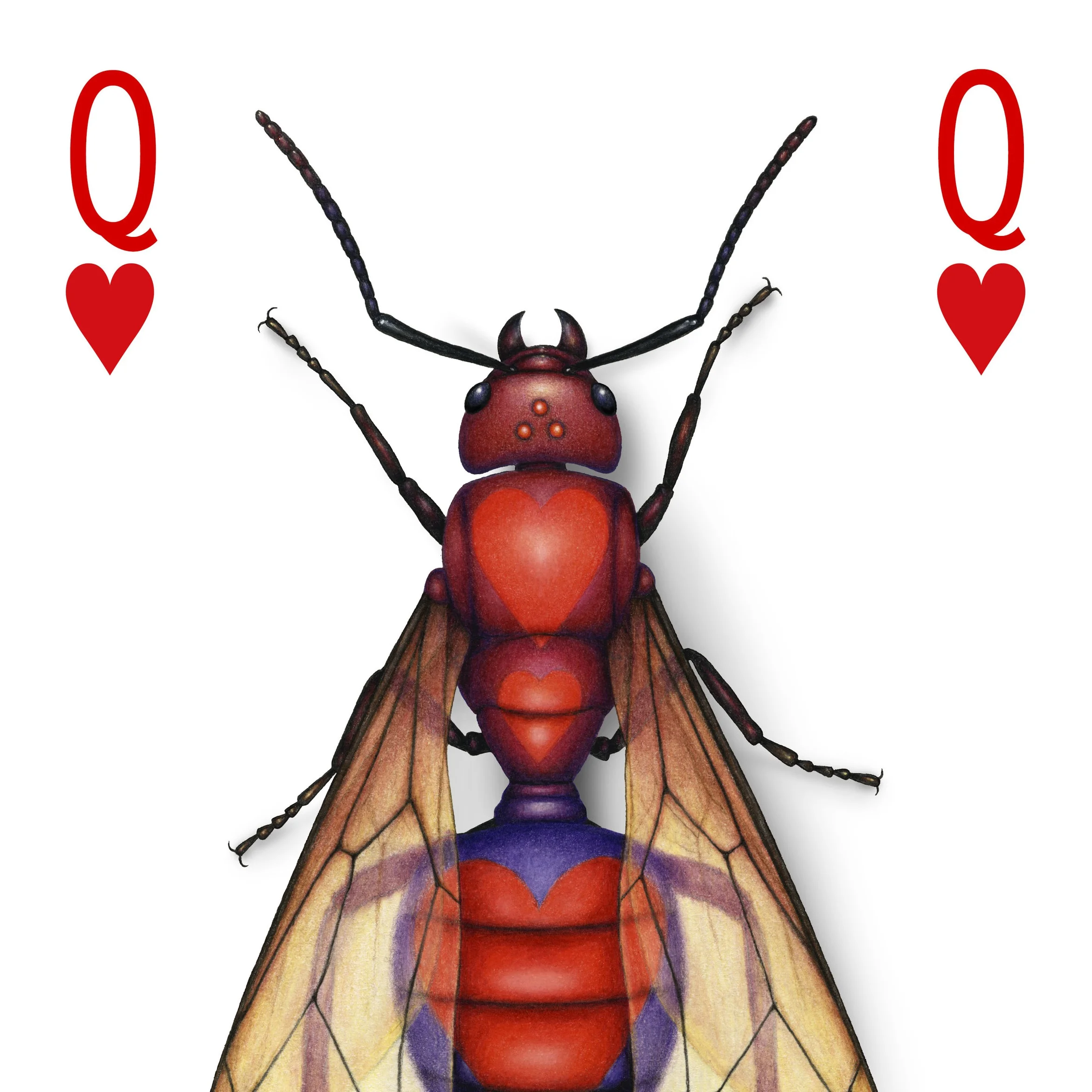 Deck-dwelling Hymenoptera - bees, wasps, ants, and sawflies