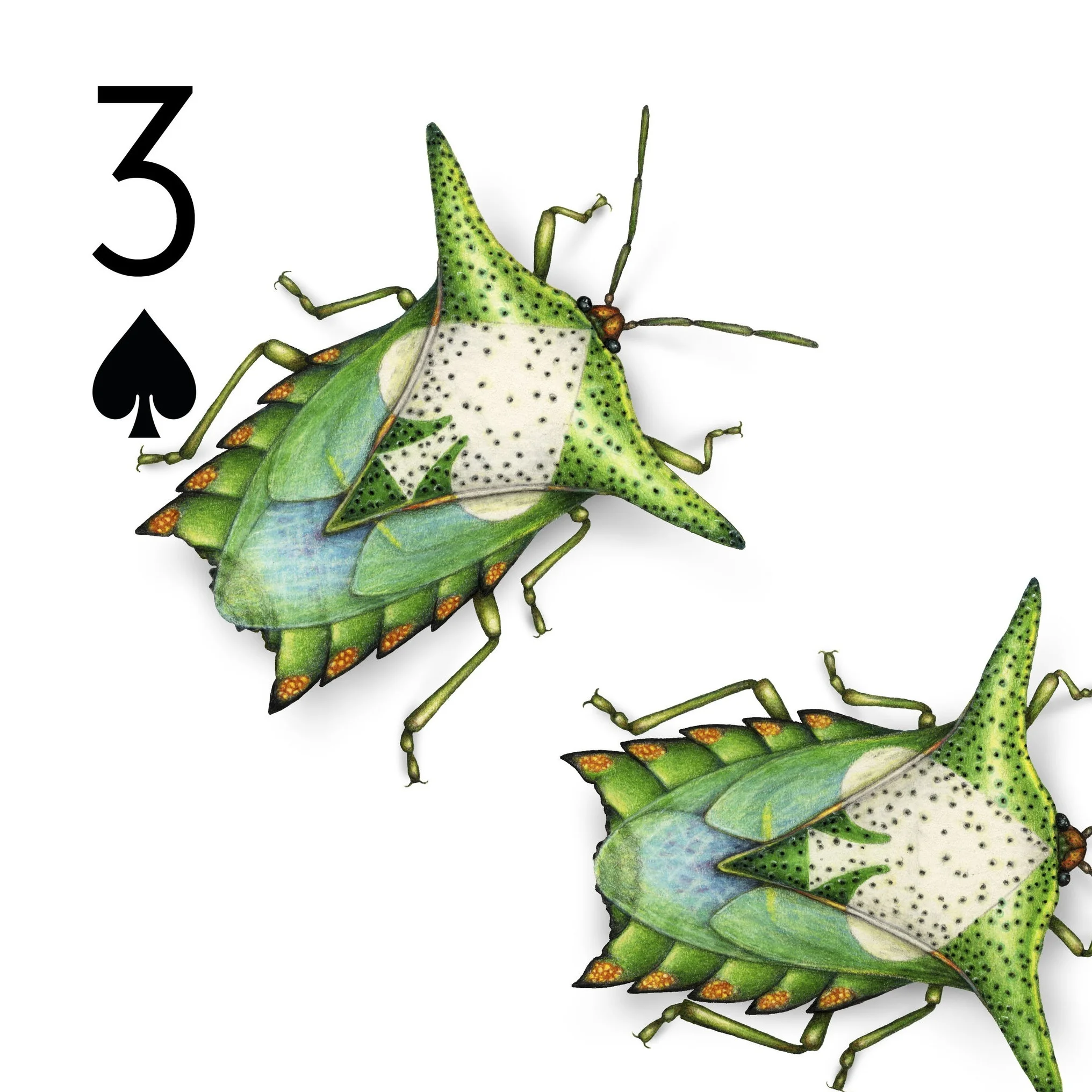Deck-dwelling Hemiptera - true bugs