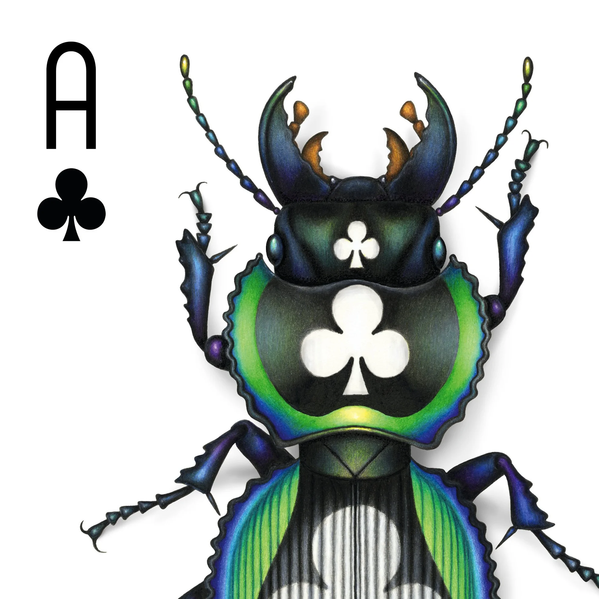 Deck-dwelling Coleoptera - beetles