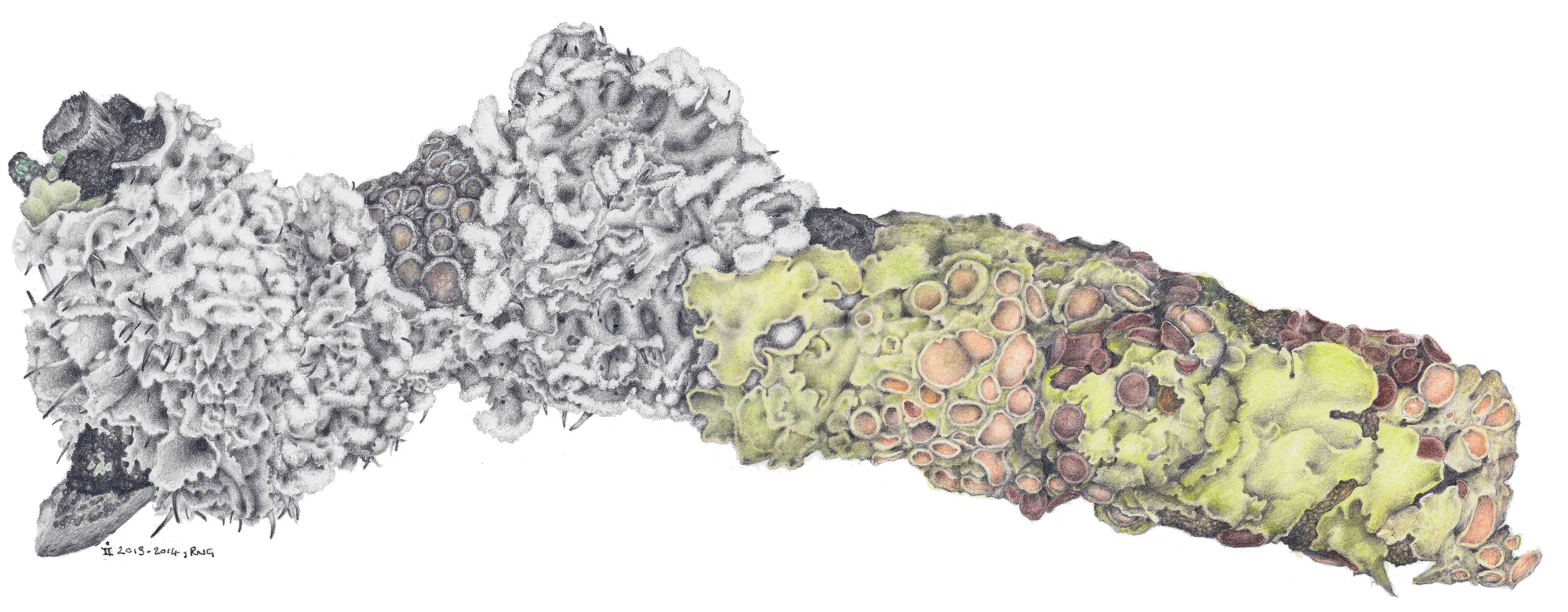 A mixed media illustration of a lichen-coated twig, from a specific site