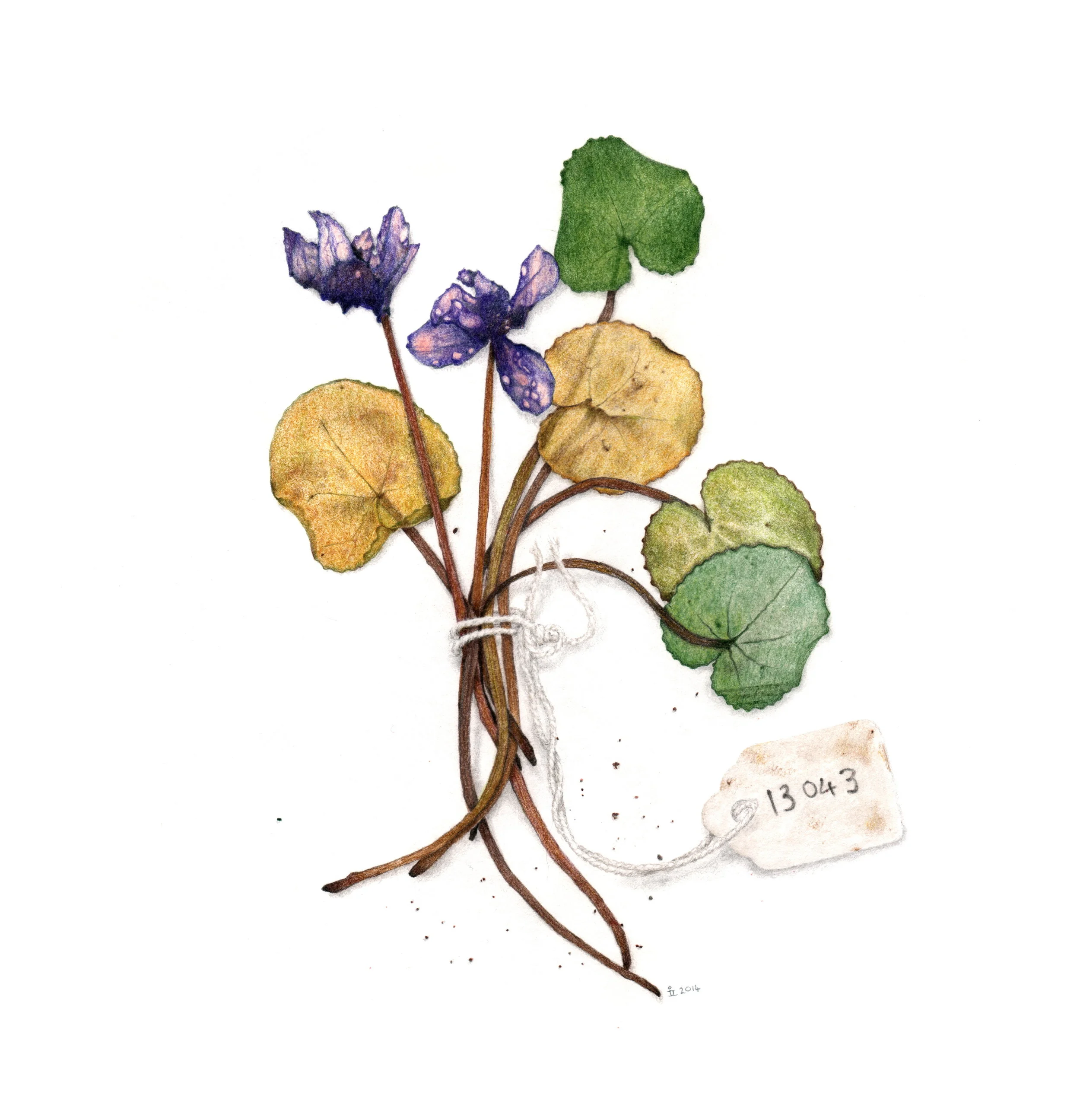 A cyclamen specimen prior to herbarium preparation