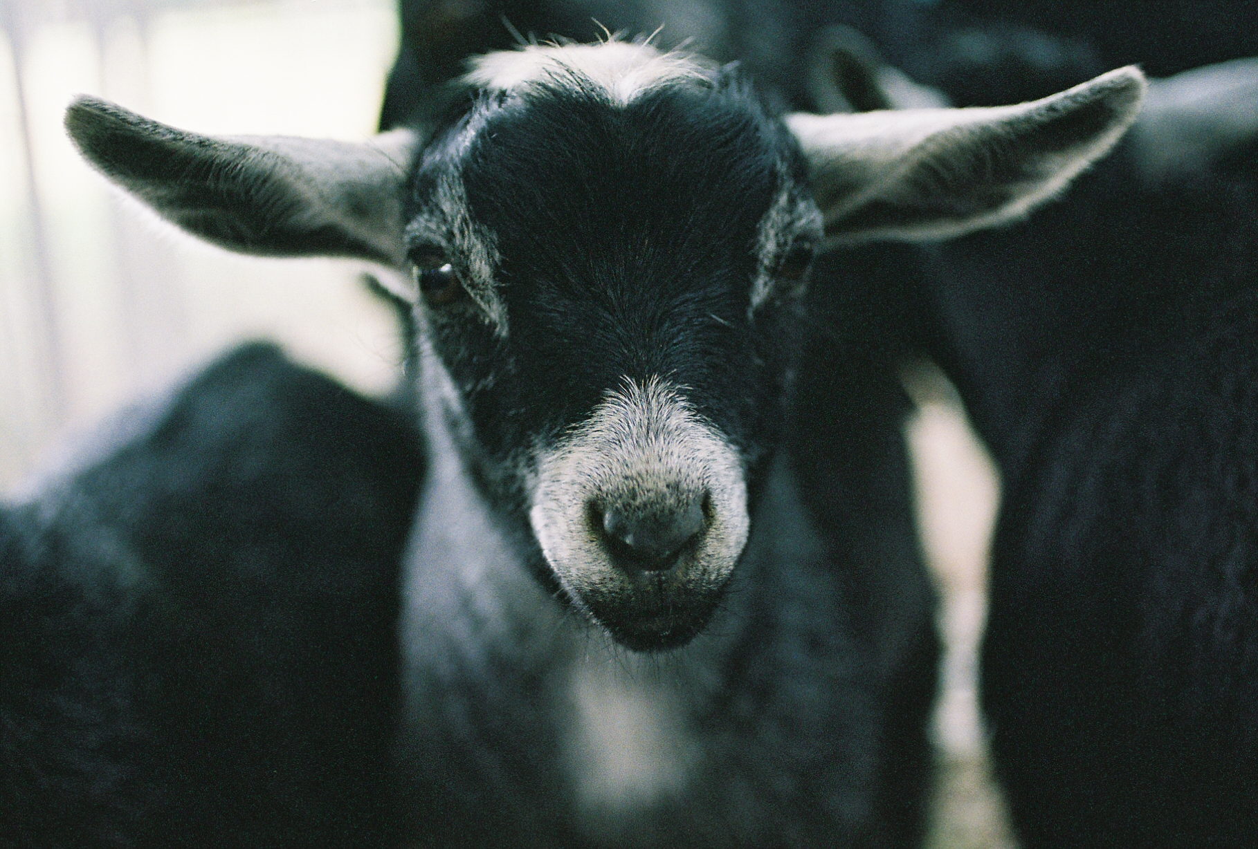 sacramento-petting-zoo-curtis-park-elk-grove-goat by rachel sima photography