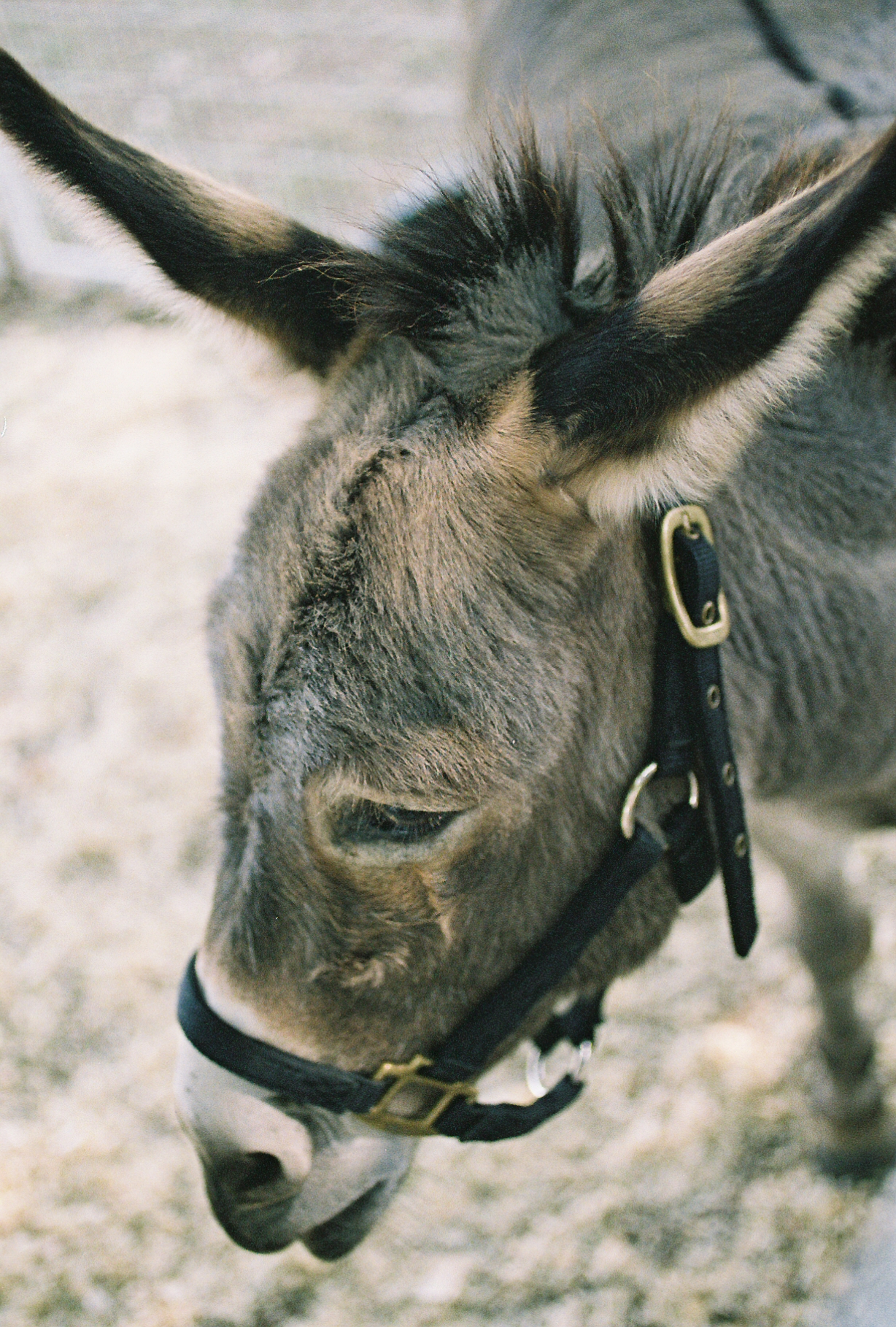sacramento-petting-zoo-donkey by Rachel Sima Photography